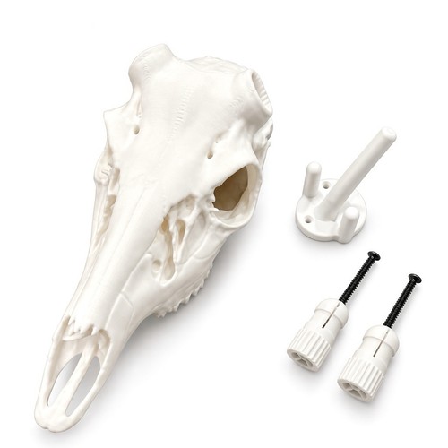Deer skull antler mount - deer,