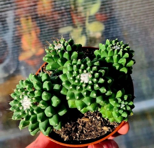 Mammillaria polythele - mammillaria,