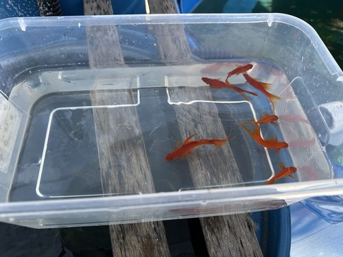 Red eye swordtail fish - 3,