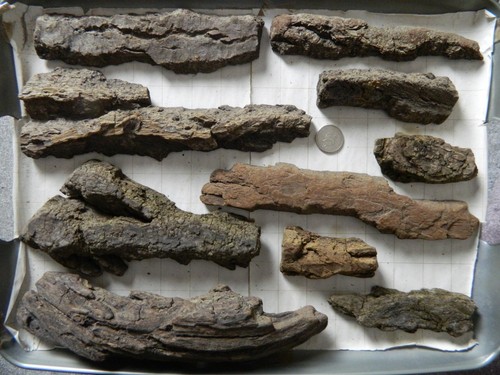 Driftwood bark pieces for - driftwood,