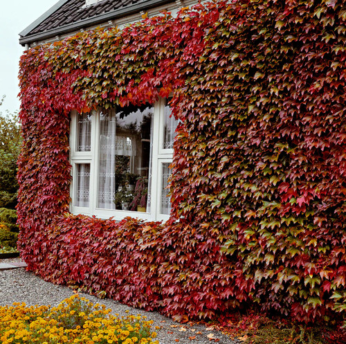 Virginia creeper vine - virginia,