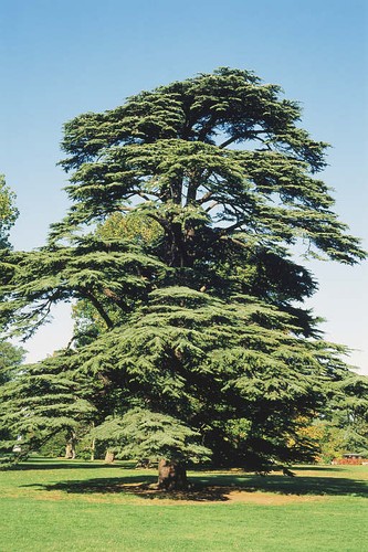 Cedrus libani 5l pot - -,