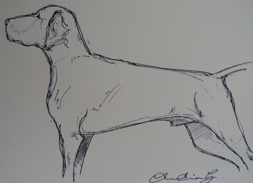 Original pen ink dog - &, sketch