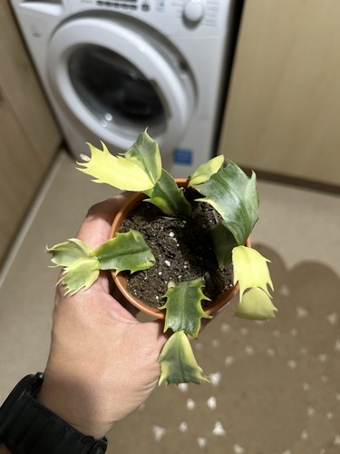 Schlumbergera variegated - schlumbergera,