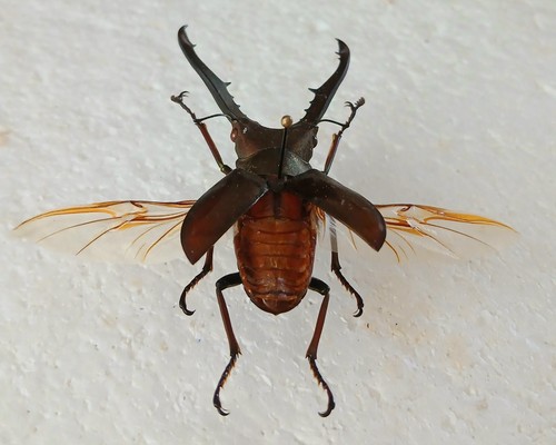 Cyclommatus metallifer bronze - ,