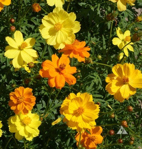 Cosmos sulphur sunshine mix - cosmos,