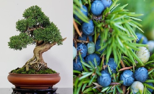 Juniper juniperus communis - |, |