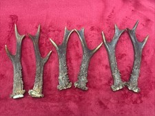 3 PAIRS OF ROE DEER ANTLERS