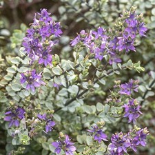 Hebe Quicksilver pimeleoides