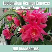 Epiphyllum German Empress