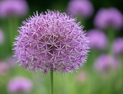 Allium christophii bulbs - 5, x