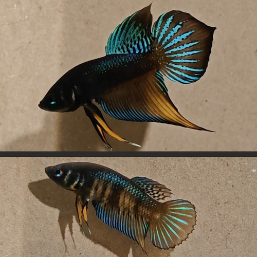 Wild betta splenden spade tail - splenden,