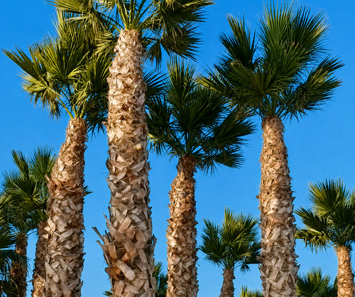 Washingtonia robusta seeds - robusta,