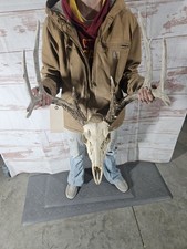Wild 9 Point Whitetail Deer Antler Rack Horn Skull European Mount Man Cave 143"