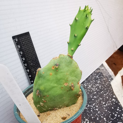 Opuntia vulgaris prickly - opuntia, pear