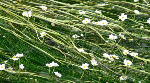 Ranunculus aquatilis 50 - aquatilis,