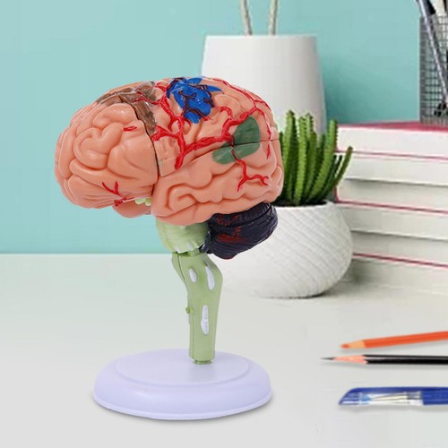 Brain model handy - brain, sculpture
