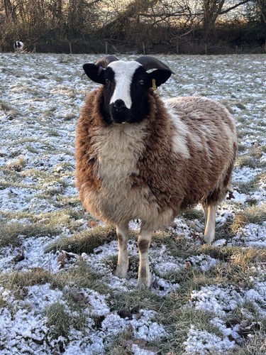 Jacob ewe lamb - lamb, sale