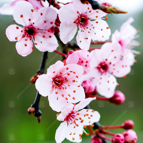 Prunus cerasifera pissardii - prunus, 'pissardii