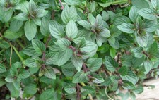 Mint Black Peppermint Mentha