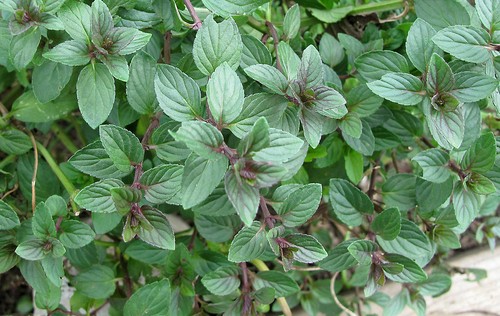 Mint black peppermint mentha - black,