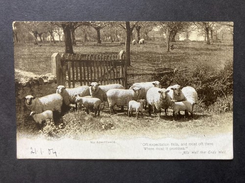 Sheep lambs beside gate - sheep,