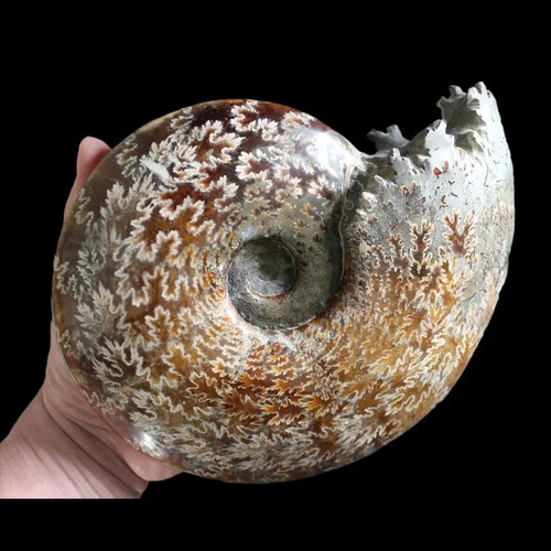 Large grade polished - large,
