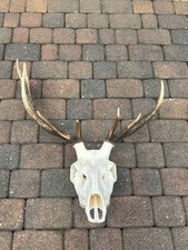 Deer antlers, Deer, Antlers, Horns, Taxidermy, Trophy