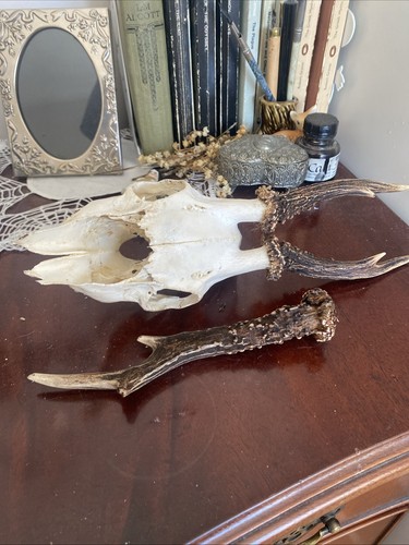 Deer animal skull and antler - deer,