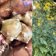 7 lb Mixed Jerusalem