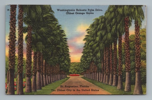Washingtonia robusta palm - washingtonia,