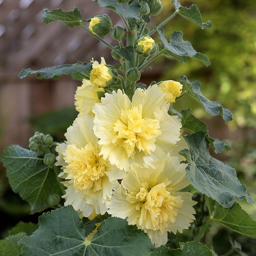 Hollyhock spring celebrities - hollyhock,