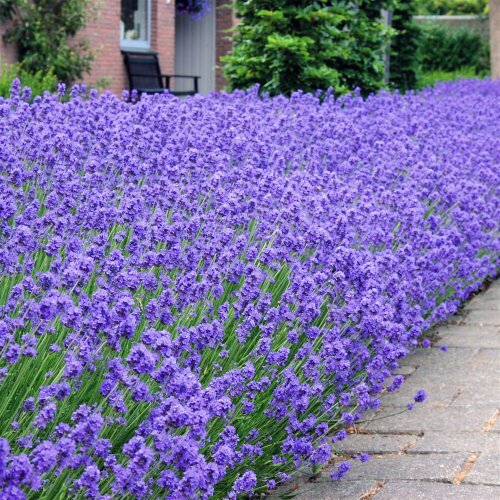 Lavender munstead 6 - -, top