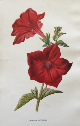 Antique print crimson petunia - crimson,