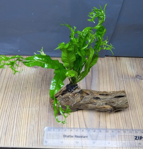 Java fern colla - fern, wood-