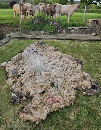Peak district raw - raw, sheep