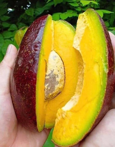 Red cuba avocado grafted - red,