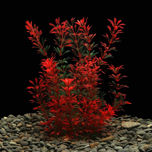 Large aquarium plants - aquarium,