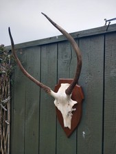 Taxidermy  Red Deer Antlers
