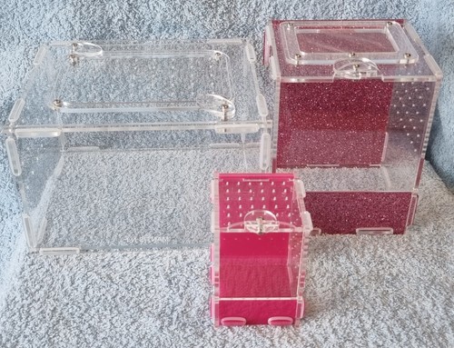 Jumping spider enclosure - jumping,