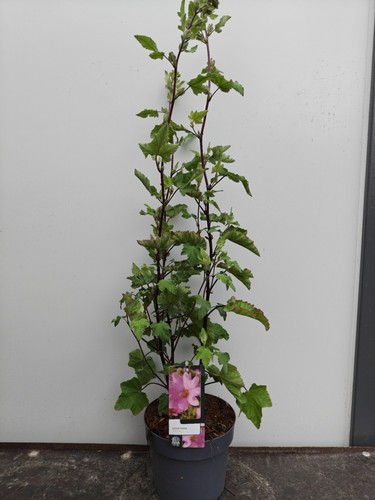 Lavatera rosea pink flowers - lavatera,