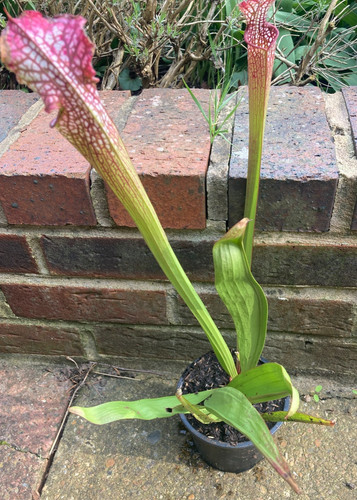 Sarracenia leucophylla giant - sarracenia,