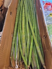 MORINGA OLIEFERA LARGE PLANT