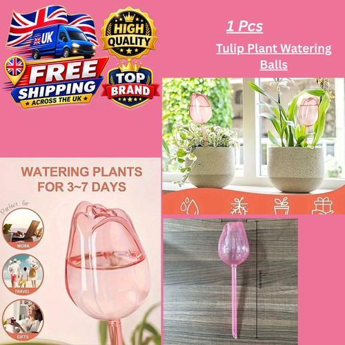 Tulip plant watering globes - plant,