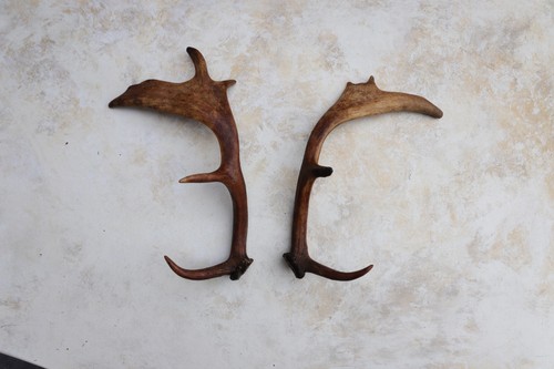 Pair fallow deer antlers 14 - antlers,