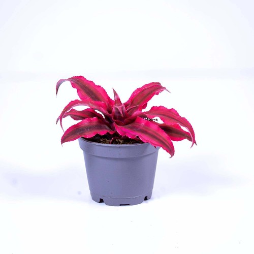 Cryptanthus rubens earth star - rubens,