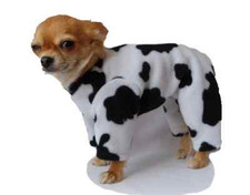 Dog Chihuahua bodysuit