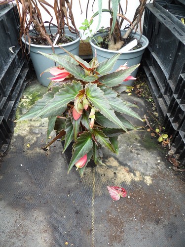 Begonia summerwings coral - coral, dark