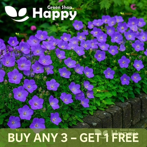 Tussock bellflower blue 4000 - tussock,
