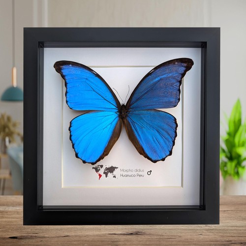 Framed giant blue morpho
